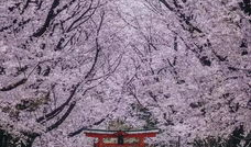 吃瓜大爆料网站樱花岛,揭秘吃瓜大爆料网站的幕后故事