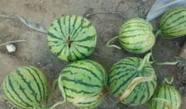 吃瓜爆料问题有哪些类型,常见问题类型大盘点